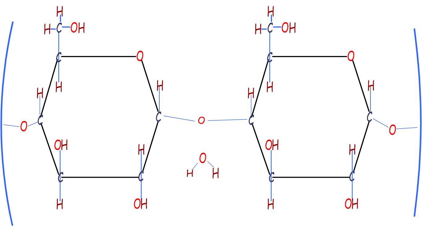 Part of the starch polymer chain, here two glucose molecules have linked togther.